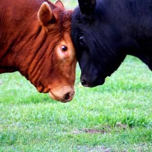 Meet your Posher, Daisy